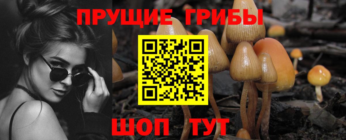 Зерноград  Галлюциногенные грибы прущие грибы  Вход с VPN 